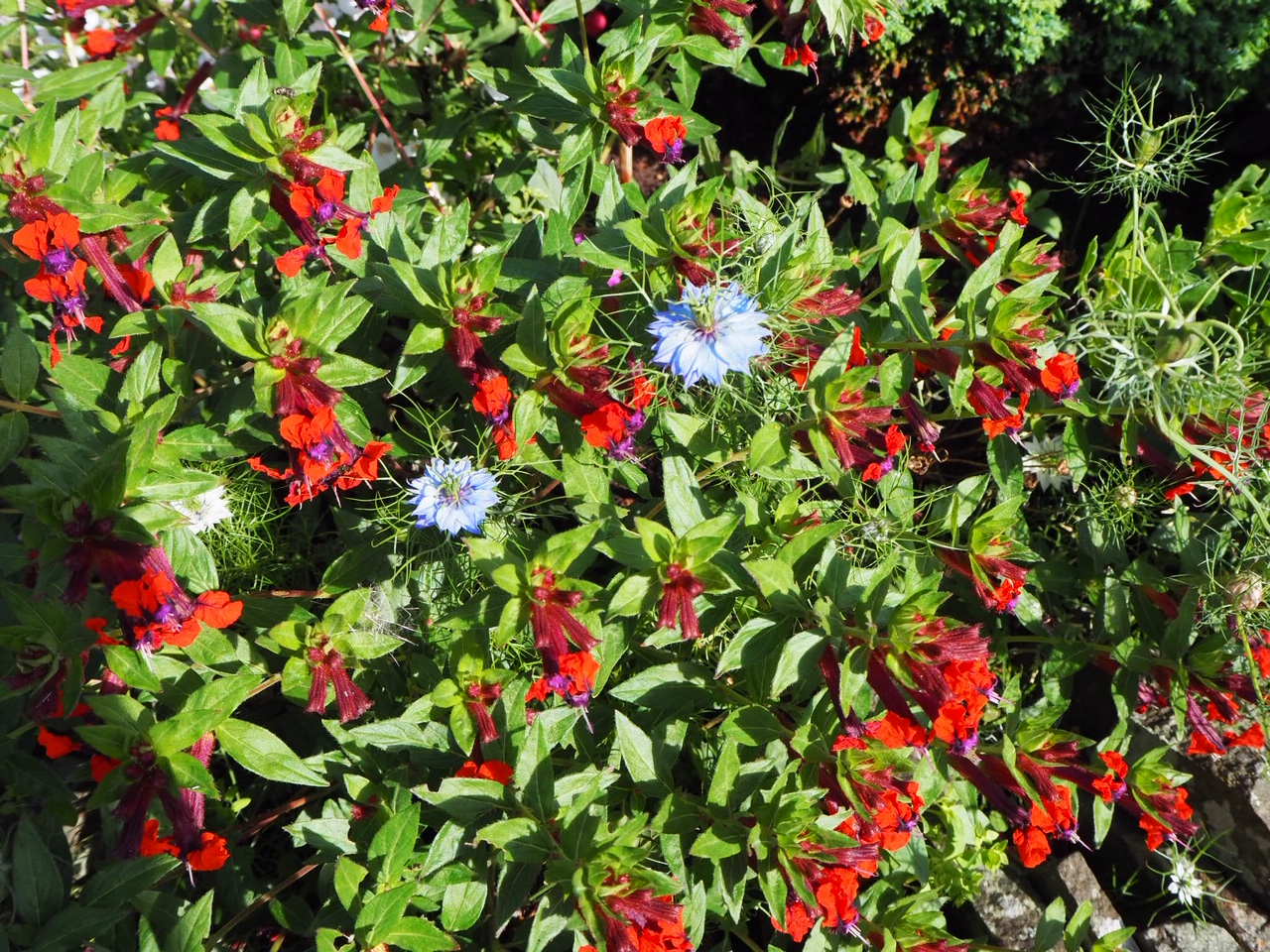 Blooms on the Gower